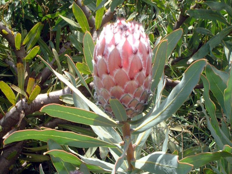 �N�C�[���v���e�A(Queen Protea)